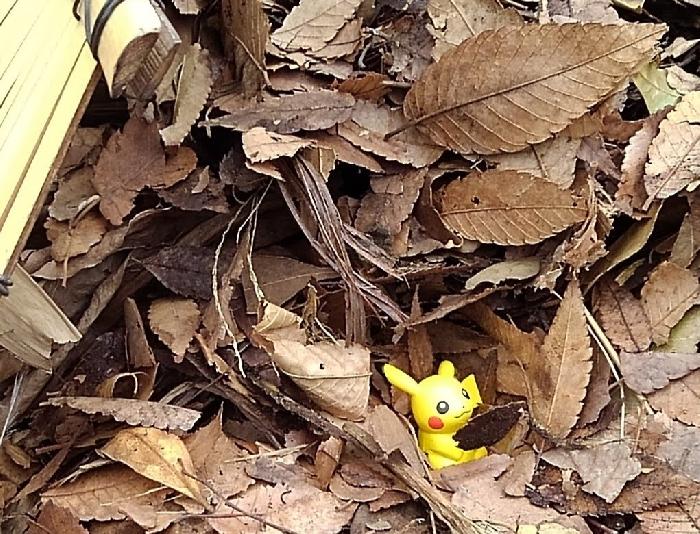 こんなモンが落ちていました