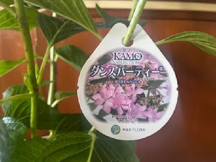 �A�W�T�C�̖��O�ł��B
