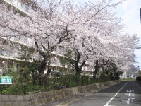 桜の花が圧巻です…