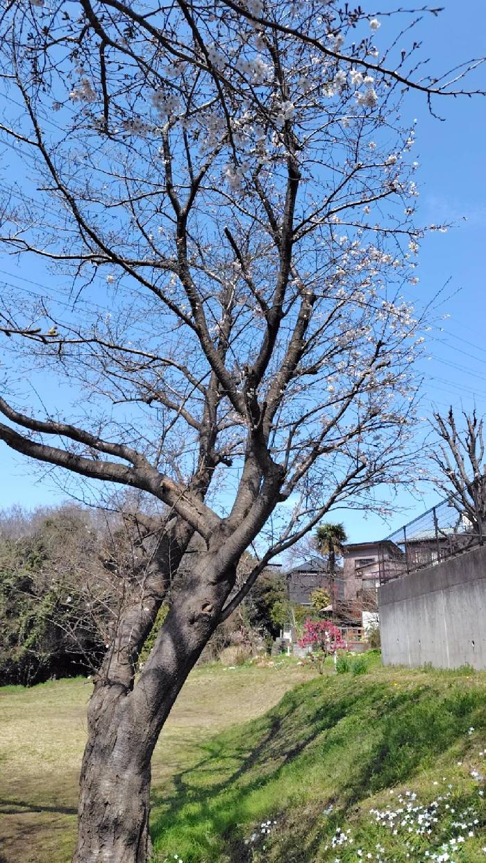 2026�N ����������ق̍�