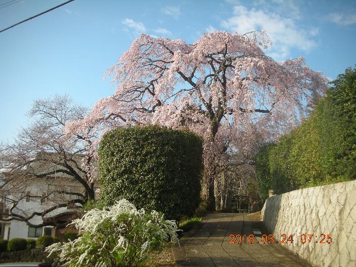 横浜市銘木西林寺の垂れ桜