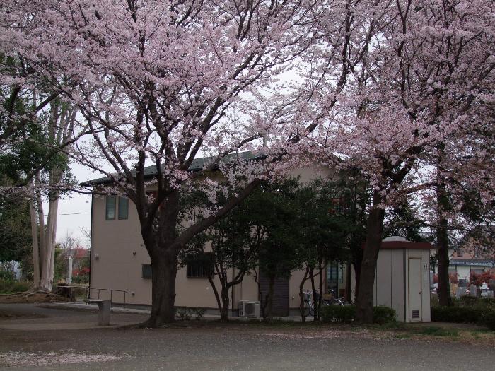 桜に囲まれた会館です。