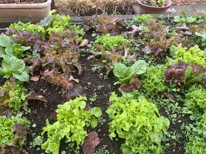 �T���_�؂���