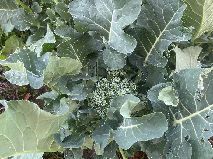 �u���b�R���[