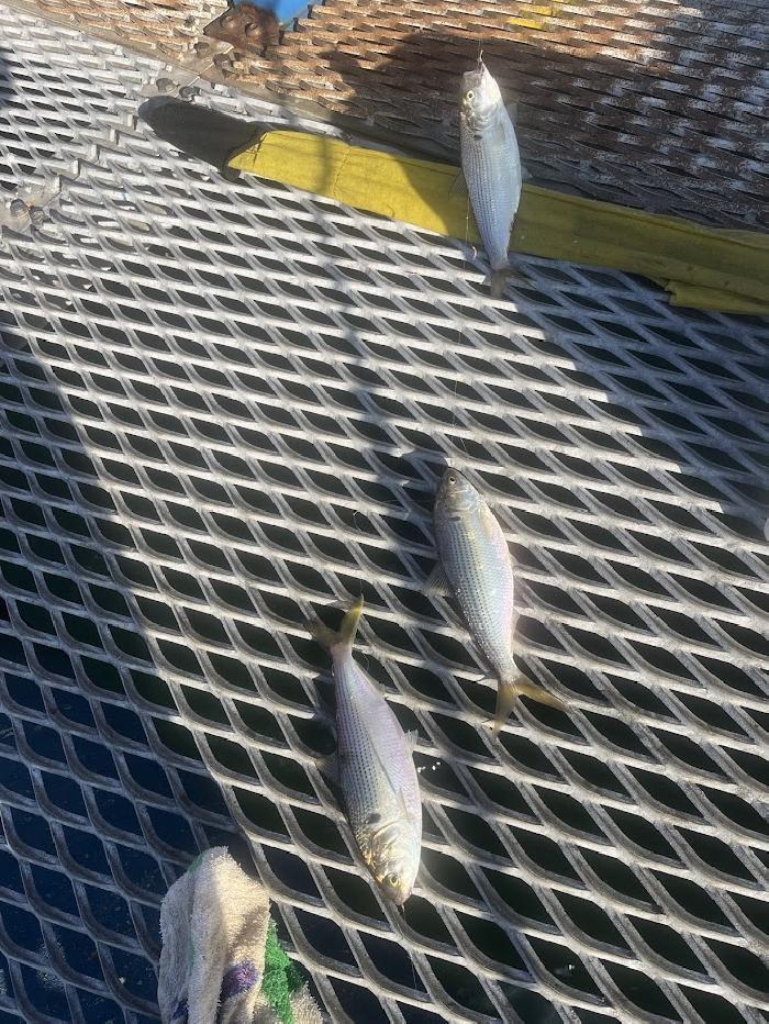 �R�C�����؂��