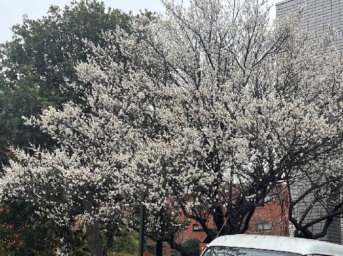 �y�؎������̔~�����J�ł����B