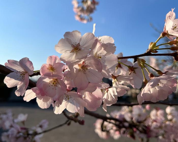 3/19小谷山公園の桜も満開です！